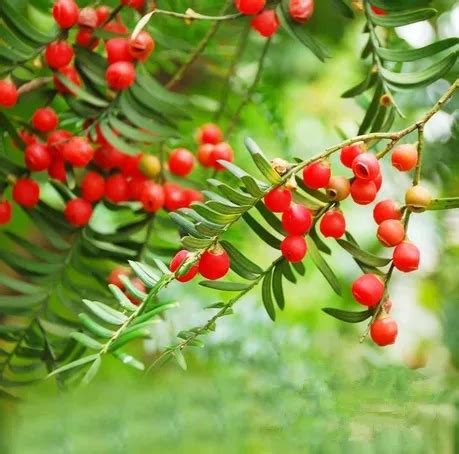 Yew seed Taxus chinensis seeds healthy plants Resistance to aging ...