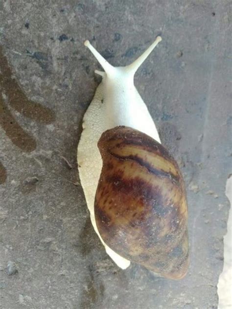 Take A Look At This 'Albino' Snail I saw - Food - Nigeria