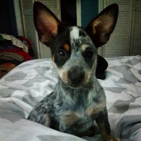 Puppy Red Heeler Chihuahua Mix - Pets Lovers