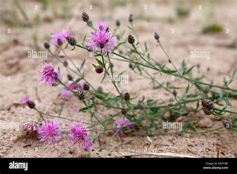 Pink weeds hi-res stock photography and images - Alamy