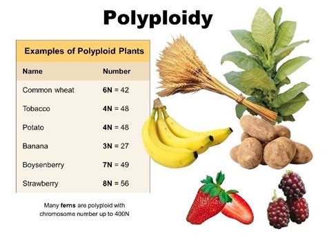 8. Propagation & Biotechnology - Plant Structure (BOT315)