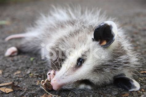 Possum Plays Dead Ugly Wild Animal Behavior Stock Photos - FreeImages.com