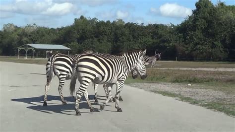 AMAZING ZEBRAS crossing the road on safari adventure! - YouTube