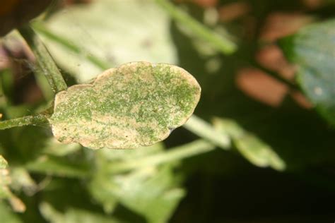 Rosemary – Spider Mite Infestation | Walter Reeves: The Georgia Gardener