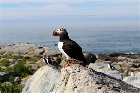 Top Tips for planning your day trip to Machias Seal Island - East Coast Mermaid