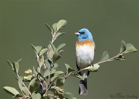 Two Of My Favorites – A Male Lazuli Bunting On Serviceberry – Feathered Photography