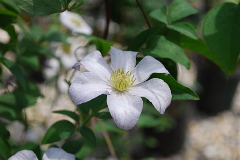 Deciduous Shrubs - Planters' Choice