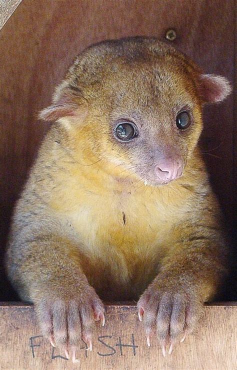 The Kinkajou: A Tropical Rainforest Animal and an Exotic Pet - PetHelpful