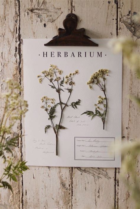 Herbarium sheets – Artofit