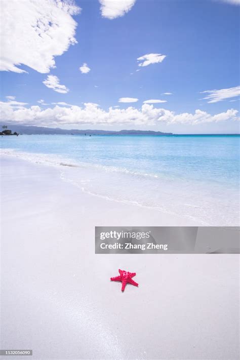 Starfish On The Beach High-Res Stock Photo - Getty Images