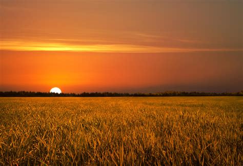 Golden Field Sunset Stock by leeorr-stock on DeviantArt