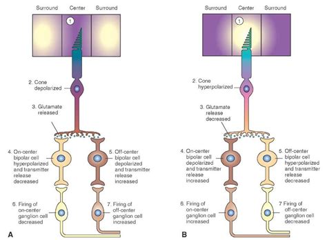 Responses of retinal bipolar and ganglion cells to darkness and illumination in the receptive ...