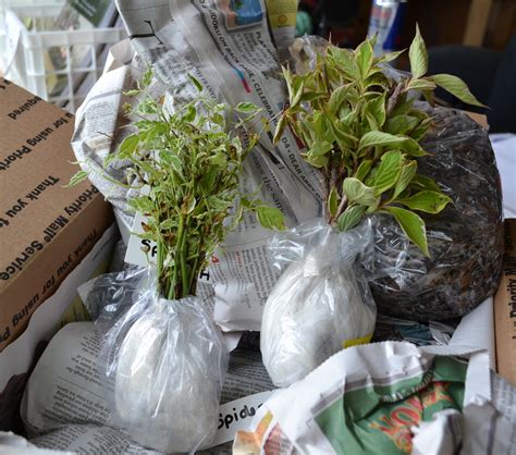 How to Ship Plants by U.S. Mail, UPS or Fed Ex. - Mike's Backyard Nursery