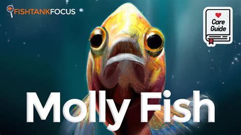 Molly Fish [Care Guide] - Lifespan, Tank Mates, Temperature, Breeding & More