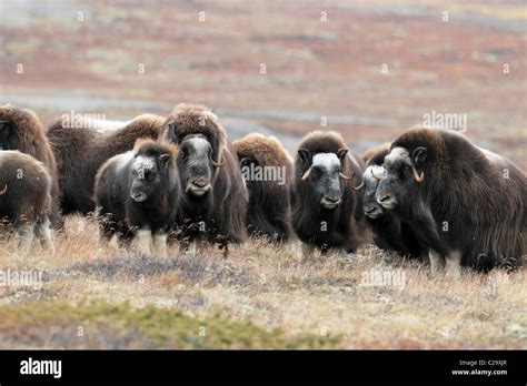 Musk ox herd Norway Dovre Stock Photo - Alamy