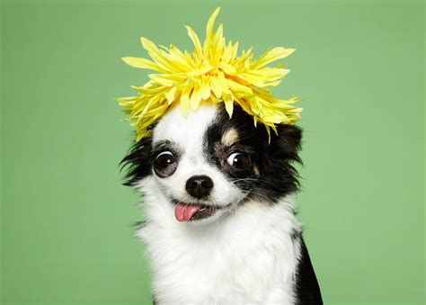 Dogs in Clothes on Behance