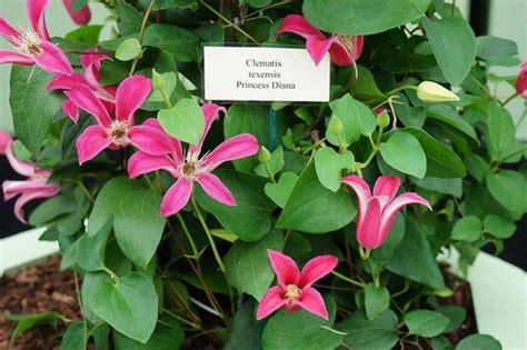 Clematis texensis (Scarlet Clematis, Scarlet Leatherflower, Texas ...