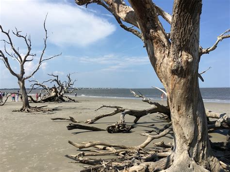 Driftwood Beach in Savannah, GA (2020 Photos, Reviews, Info, Map ...