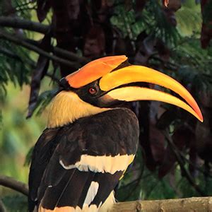 Hornbill Watch - Species