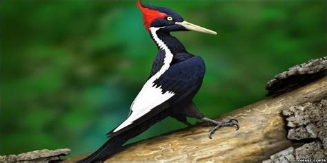 ivory billed woodpecker facts - Animals Time