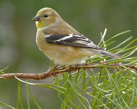 American Goldfinch female - FeederWatch