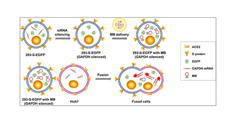 Precise Detection on Cell–Cell Fusion by a Facile Molecular Beacon ...