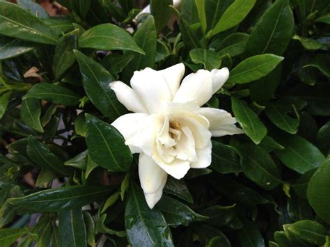 Gardenia Radicans (Common name - Dwarf Gardenia) 200mm Pot - Dawsons Garden World