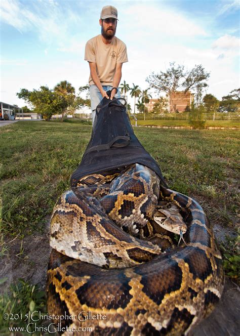 Pythons in the Everglades: Frequently asked questions