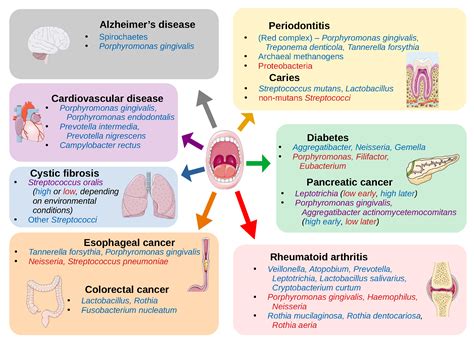 Bacteria Cause Which of the Following Oral Disease - Dario-has-Chase