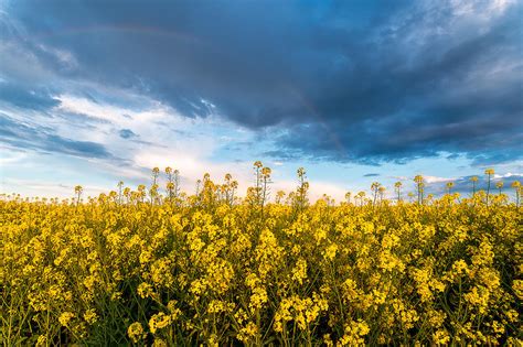 Rapeseed field, Blooming canola flowers panorama. Rape on the field in summer at sunset. Bright ...