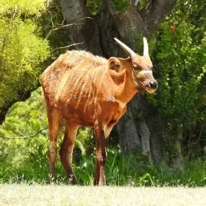 Bongo Antelope - Facts, Diet, Habitat & Pictures on Animalia.bio