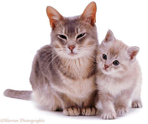 Burmese mother cat and kitten photo WP03182