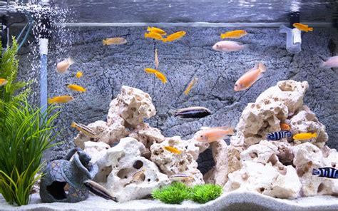 10 Best Fish for 55 Gallon Aquarium (With Pictures) - AquariumNexus