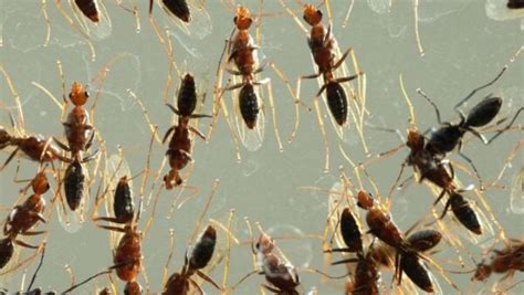 Flying Ants: Complete Guide to Prevent and Get Rid of Them