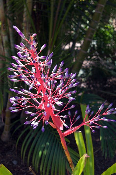 PORTEA PETROPOLITANA, Bromelacies, Brasil | Rainforest plants, Bromeliads, Forest plants