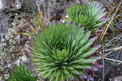 Lobelia deckenii, a plant endemic on Mount Kilimanjaro Photograph by Gareth Pickering