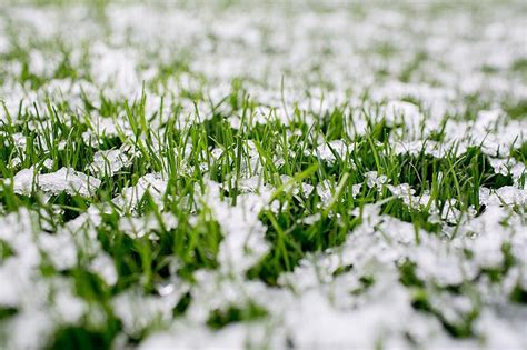 Winter Lawn Fertilizer: Tips On Keeping Your Grass Thrives