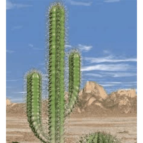 Sahara Cactaceae Desert Tanaman sukulen Ferocactus, cactus, rumput ...