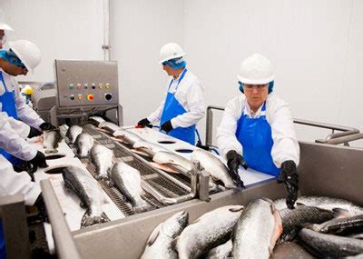 Fish Processing Insight-How to Process Fish Meat Industrially