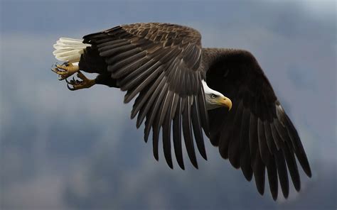 All Wallpapers: Eagles Birds Wallpapers