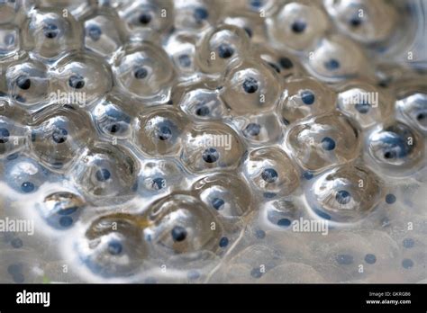 Frog egg cells hi-res stock photography and images - Alamy