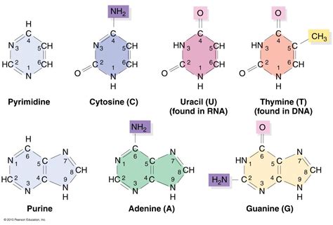 Pyrimidine bases | Biology notes, Psychology studies, Biology units