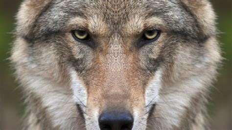 Wolf Face HD Wallpaper - WallpaperFX