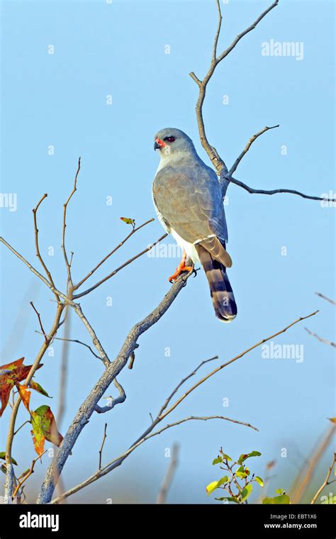 gabar goshawk (Micronisus gabar), sitting on a branch, South Africa ...