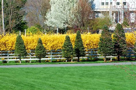 Forsythia Bushes: Colorful Shrubs for Border Plantings