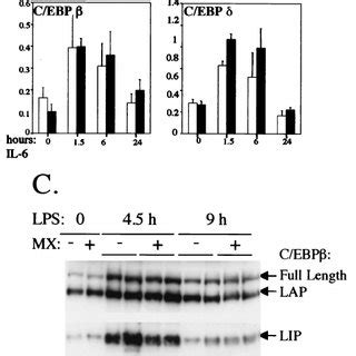 Induction of C/EBP ␤ and - ␦ as measured by Northern blot, Western ...