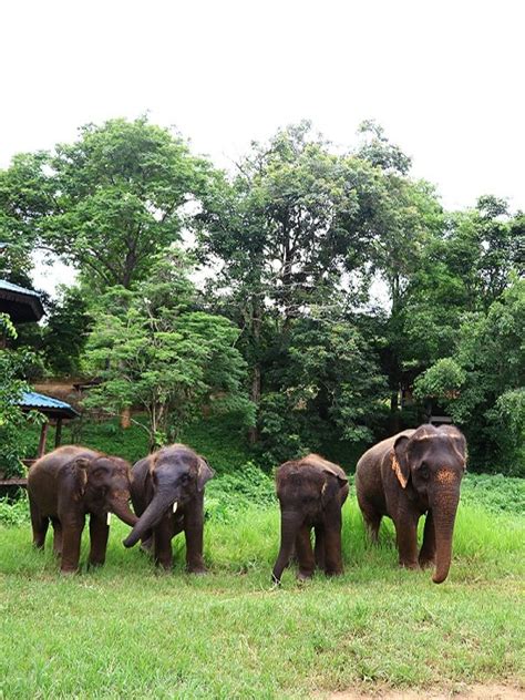 Elephant Rescue Park | designed for homeless elephants