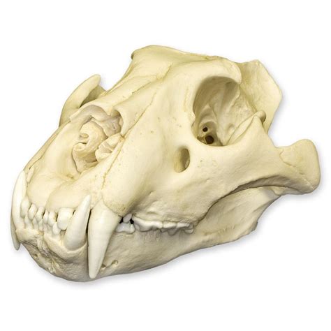 Replica Extra Large African Lion Skull For Sale – Skulls Unlimited International, Inc.