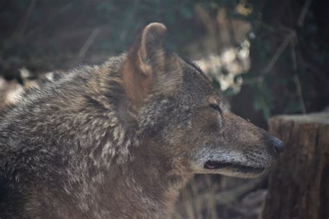 Iberian wolf pack alpha - ZooChat