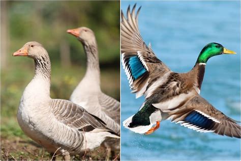 Goose Vs Duck Meat: What Tastes Better? | BestHuntingAdvice